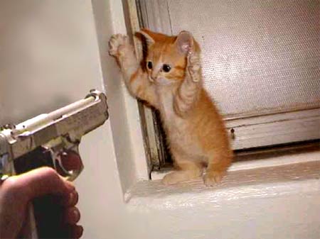 cats and kittens with guns. cat gun pictures, kittens,