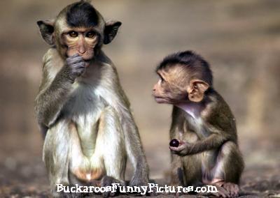 Animal Funny Pictures on Funny Animals Talking Monkeys Remote Control Jokes Monkey Jokes Animal